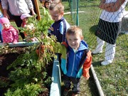 Sklízíme úrodu na zahrádce